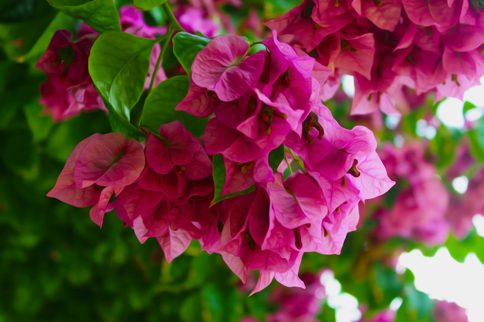 Bougainvillea with vibrant flowers