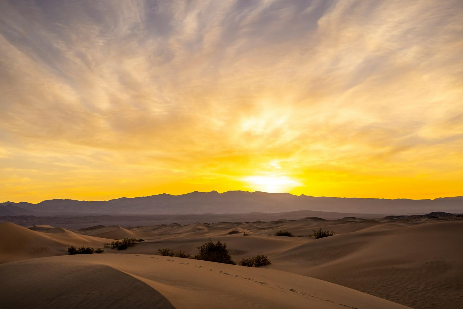Desert mesquite tree in an arid landscape