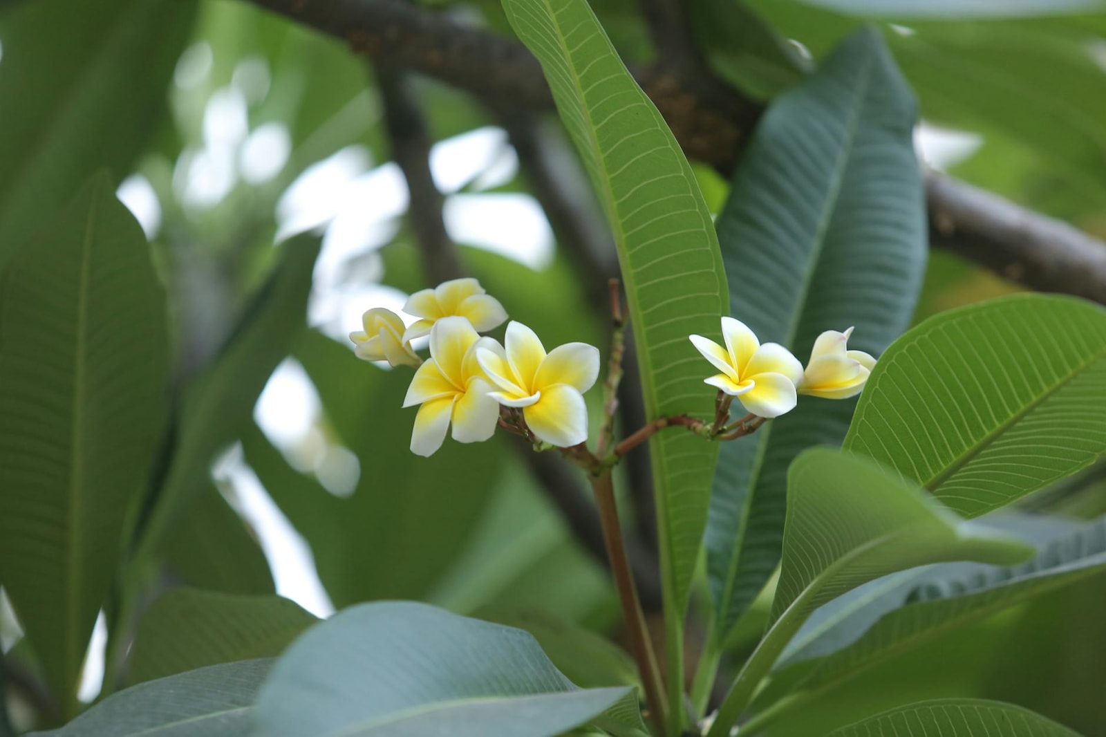 Plumeria flowers with tropical fragrance