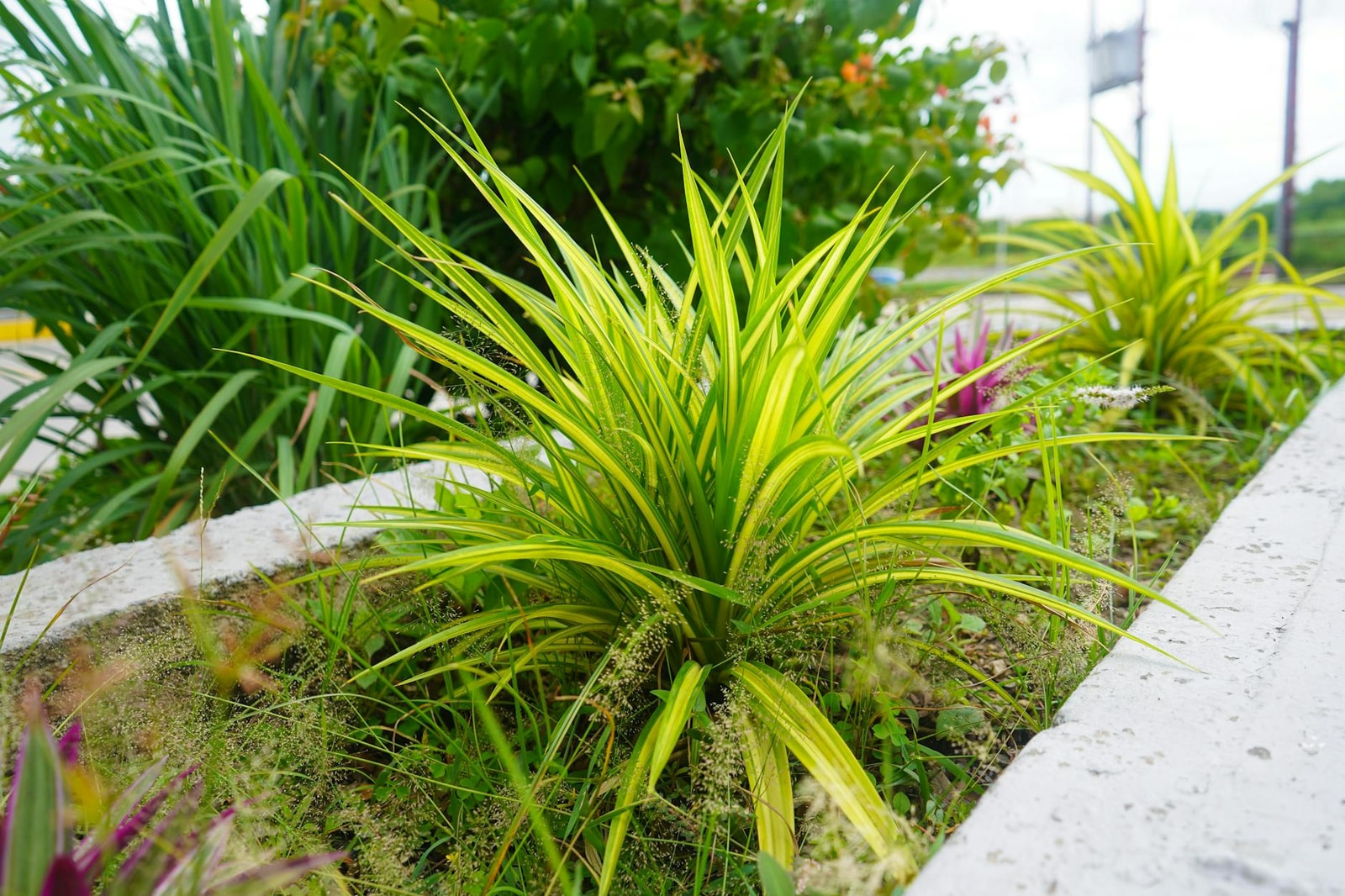 Lush tropical garden landscape with mature trees and landscaping