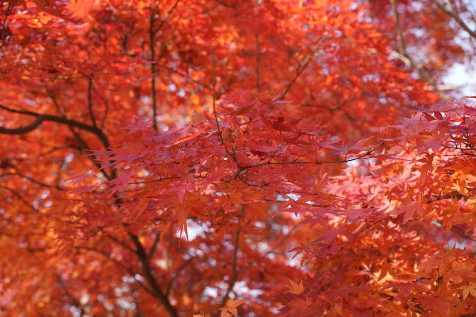 Vibrant red and orange Japanese maple leaves in autumn garden setting