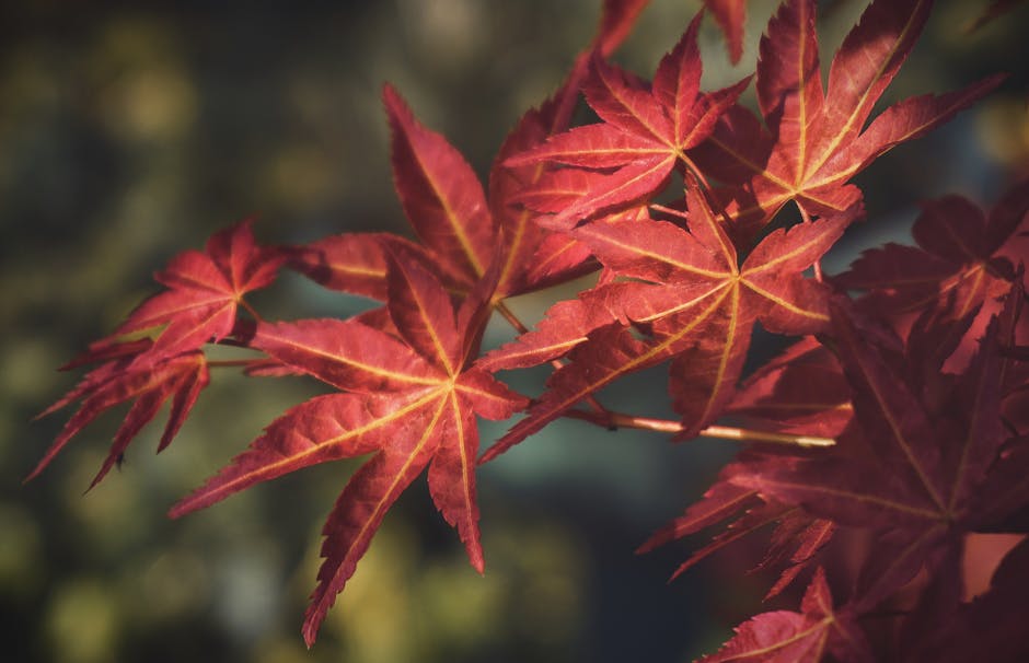 Deep red maple leaves in detailed close-up showing autumn color