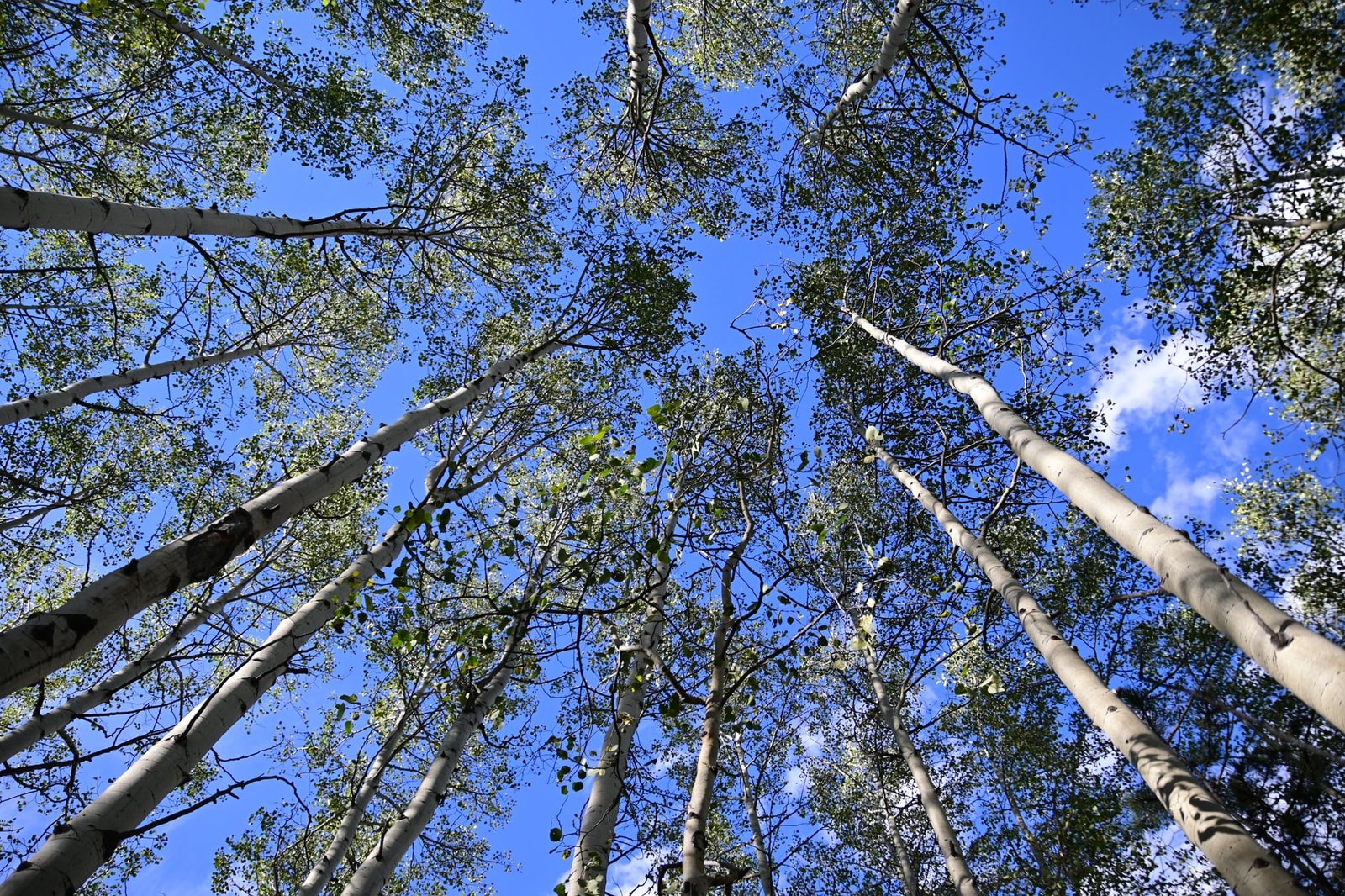 Quaking aspen with smooth, chalky greenish-white bark and tall trunks
