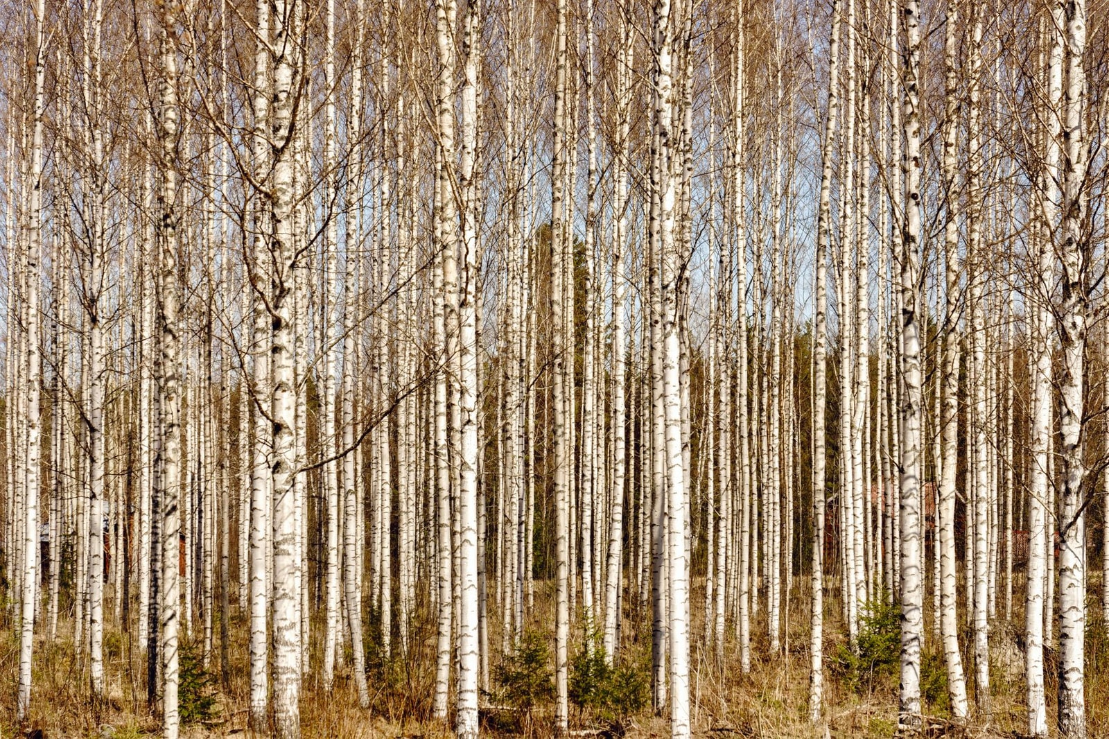 Grove of white-barked birch trees with black markings on the peeling bark