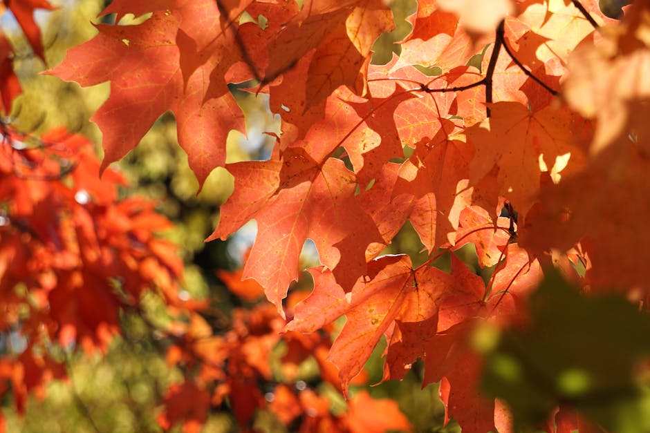 Sugar maple leaves glowing orange in autumn sunlight