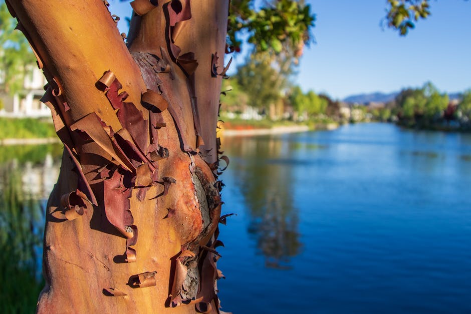 Close-up of paperbark maple trunk showing the cinnamon-colored peeling bark