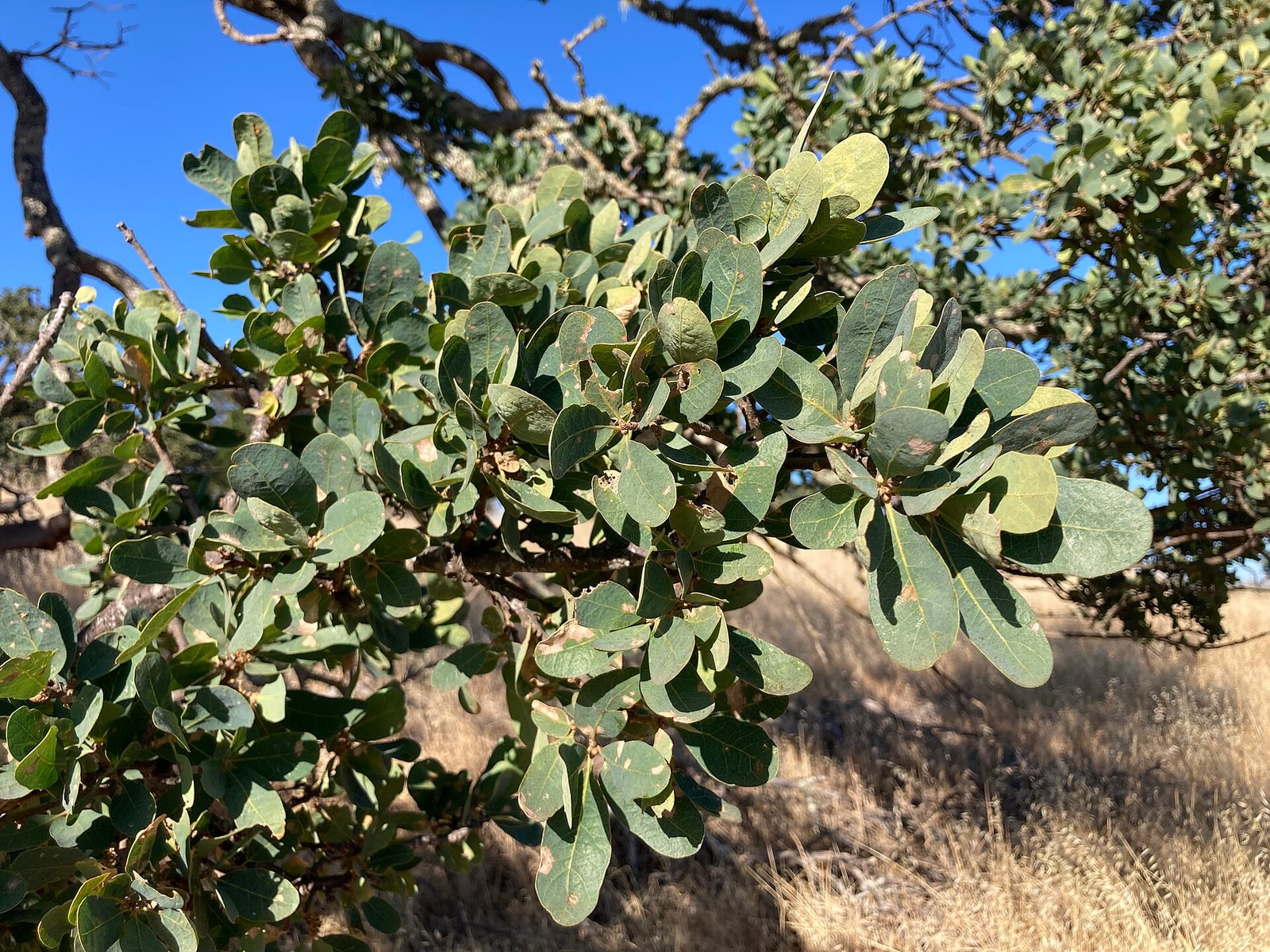 Blue oak branch with small wavy-edged blue-green leaves against a dry golden hillside at Stanford Dish Park