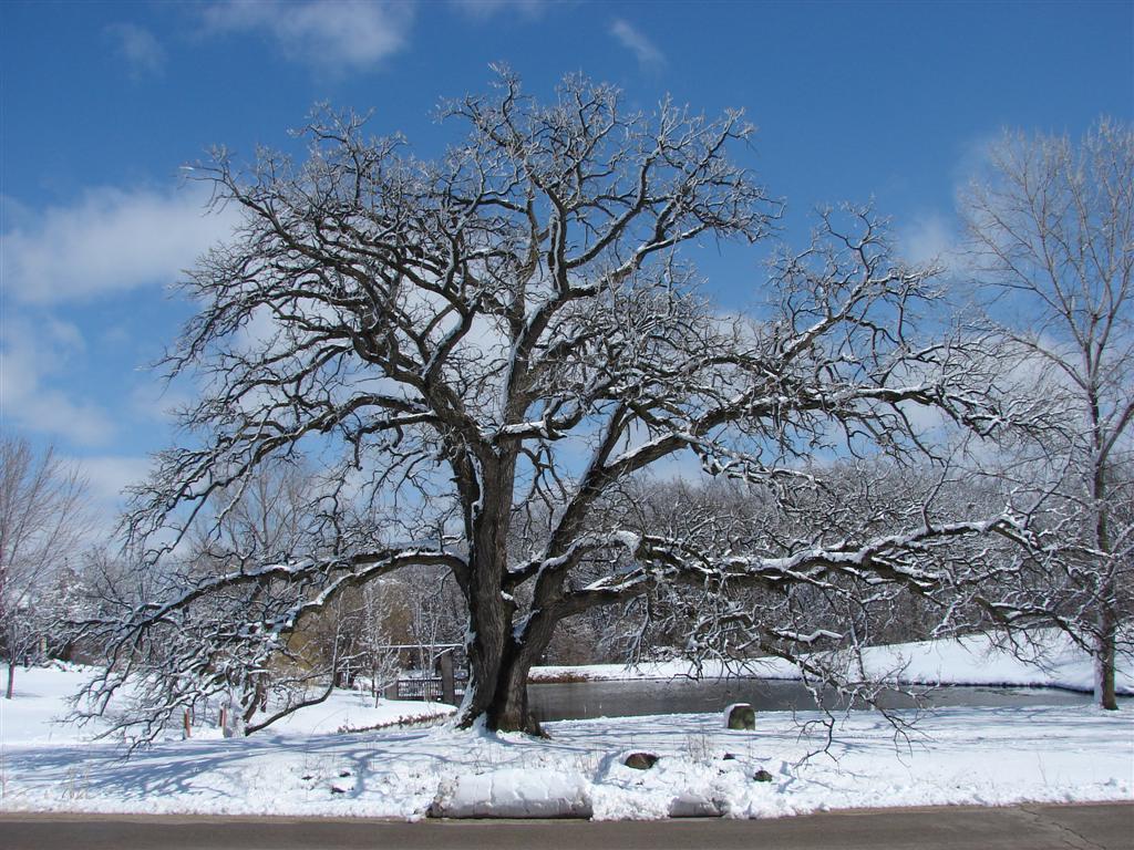 Massive old bur oak in winter with heavy spreading limbs dusted with snow in Illinois