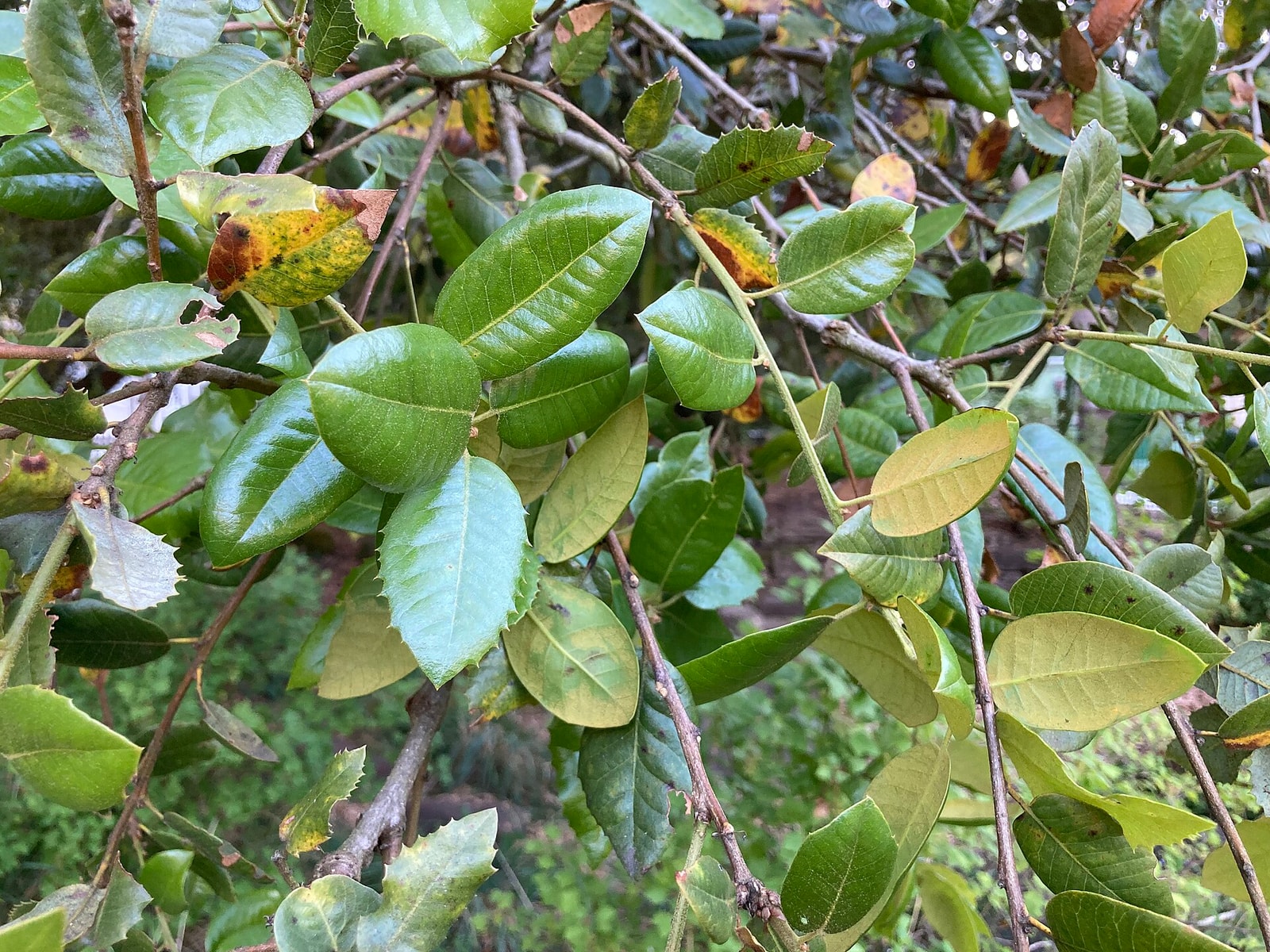 Canyon live oak leaves showing smooth and toothed edges on the same branch and golden undersides