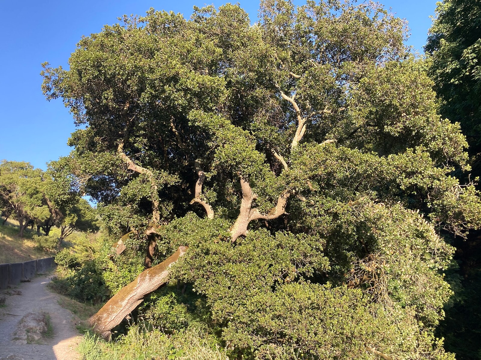 Coast live oak with a dense evergreen crown and crooked spreading limbs in the Berkeley hills