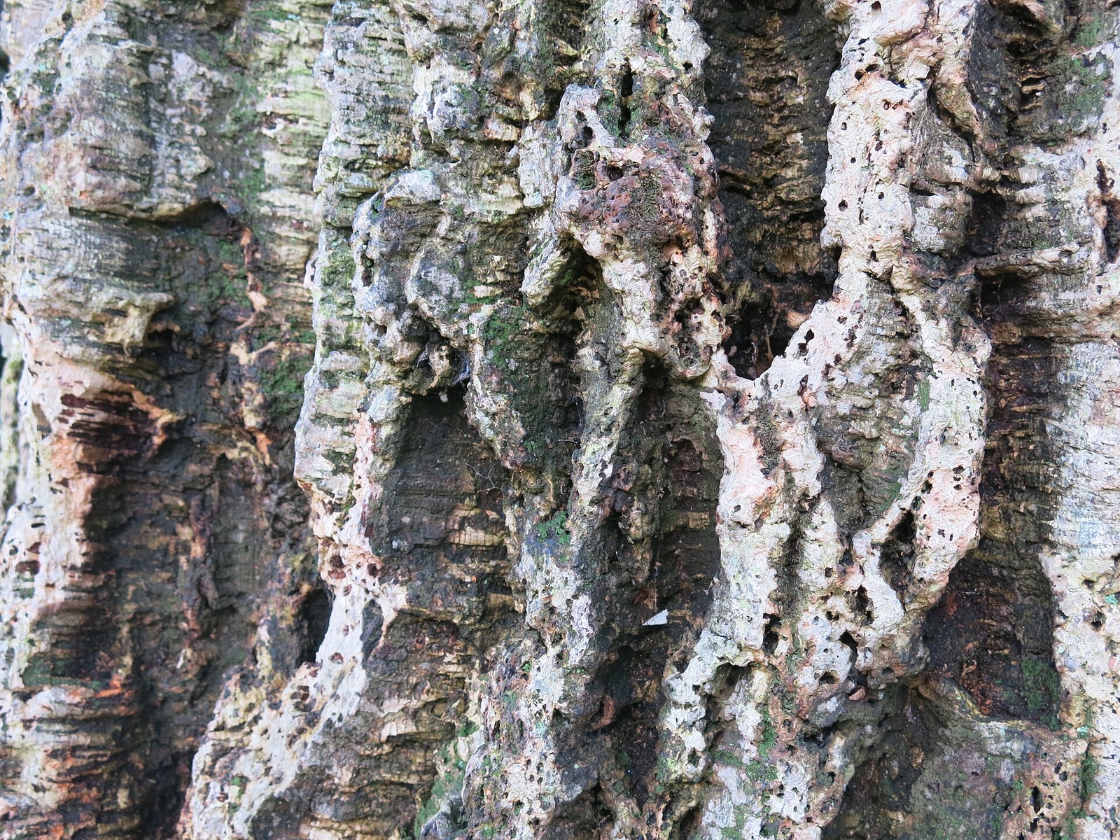 Thick, deeply furrowed spongy bark of a 300-year-old cork oak