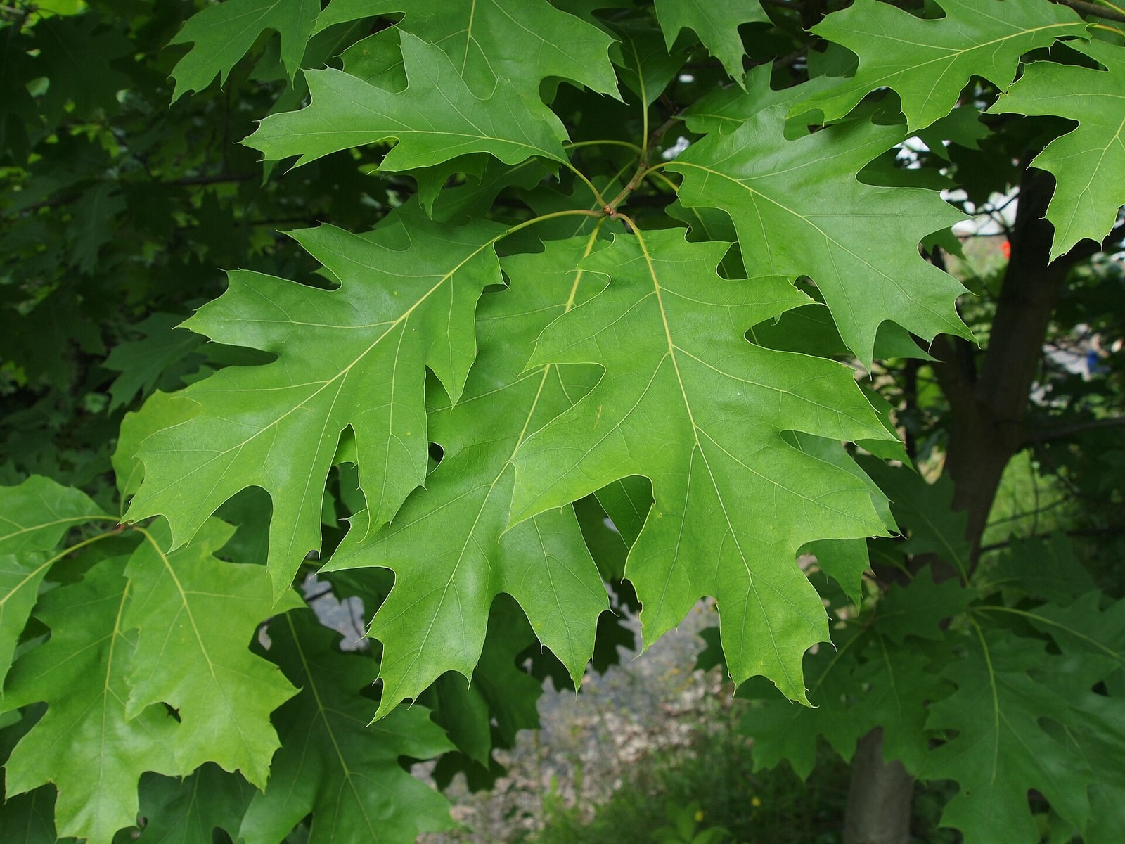 Northern red oak leaves with pointed, bristle-tipped lobes in summer