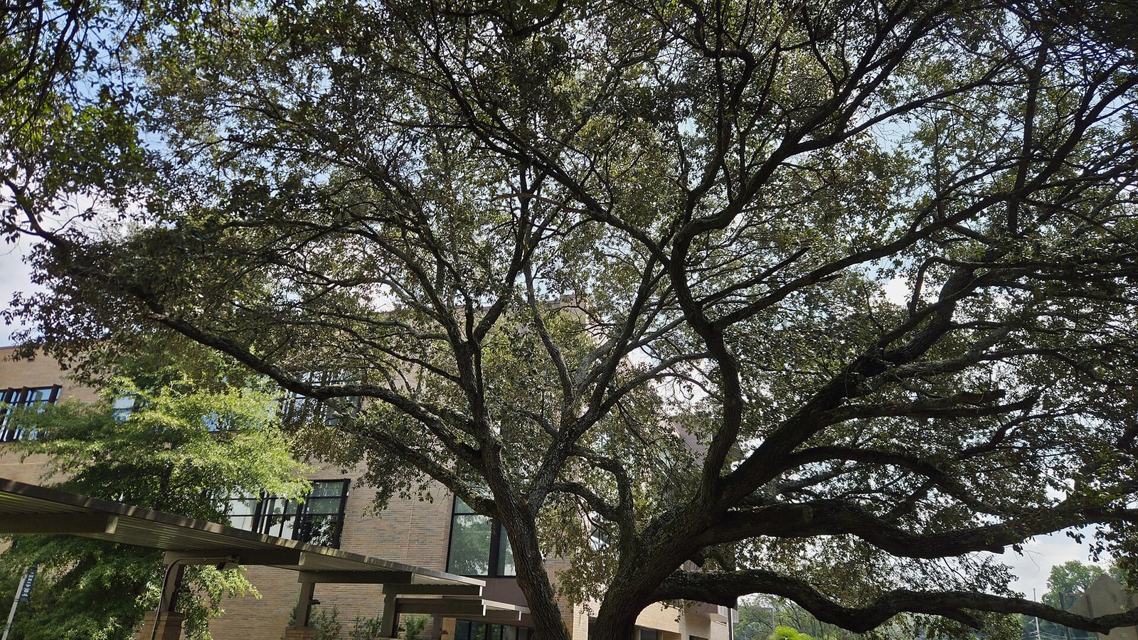 Southern live oak with long horizontal limbs spreading over a campus lawn in Columbia, South Carolina