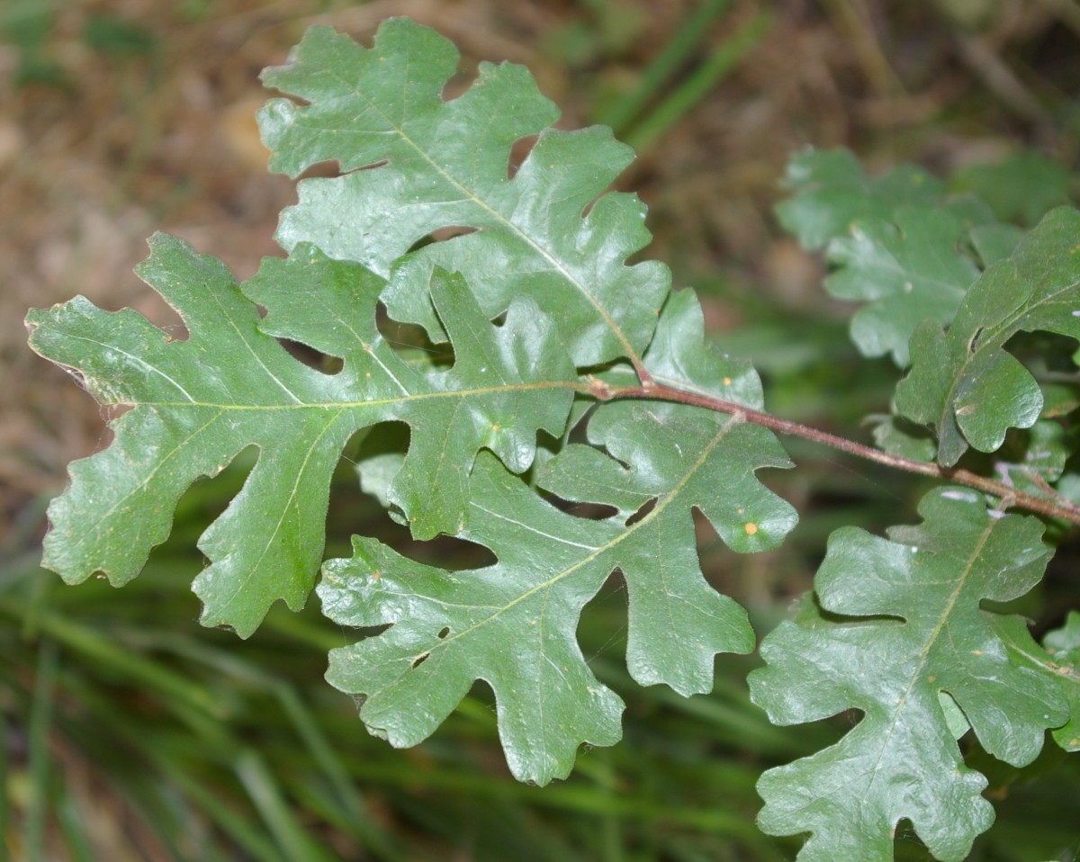 Valley oak leaves with deep rounded lobes on a branch at Caswell Memorial State Park in the San Joaquin Valley