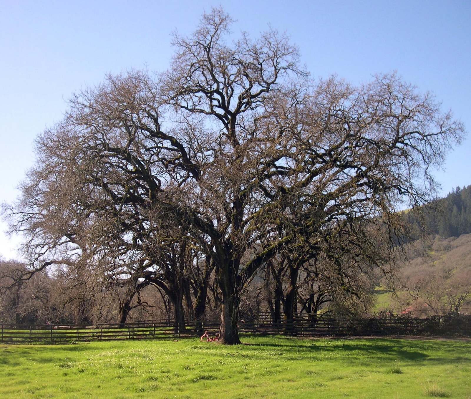 Mature valley oak with bare winter branches spreading wide over a green pasture in Sonoma County, California
