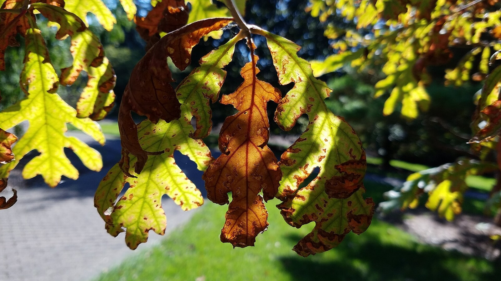 White oak leaf turning russet and gold in fall, showing the rounded finger-like lobes with no bristle tips