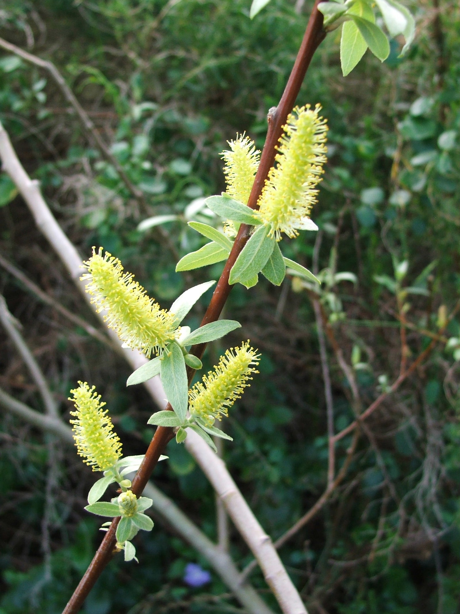 Willow catkins opening along a bare stem in early spring