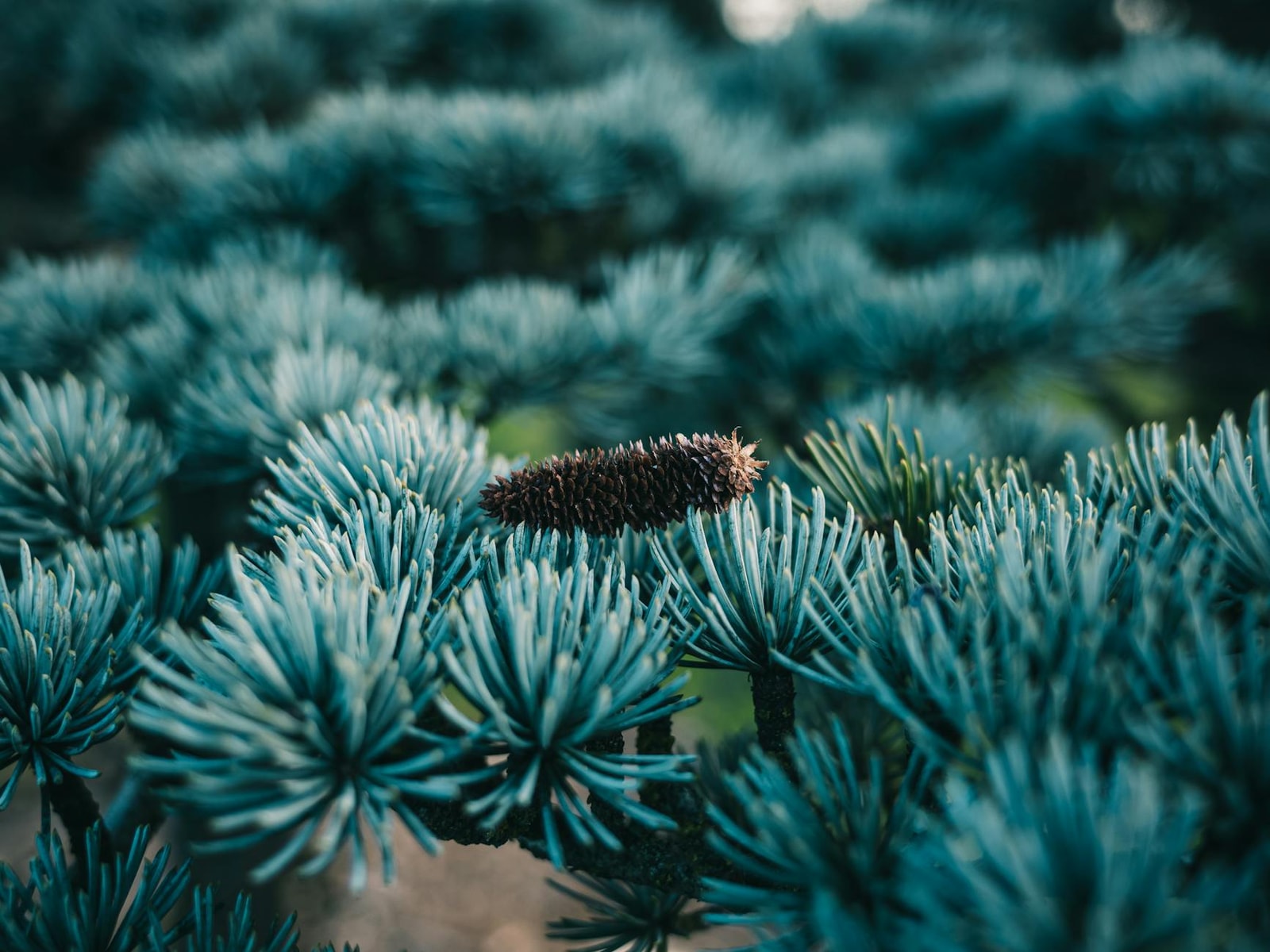 Blue spruce branch with silvery-blue needles and a pine cone showing natural color and texture