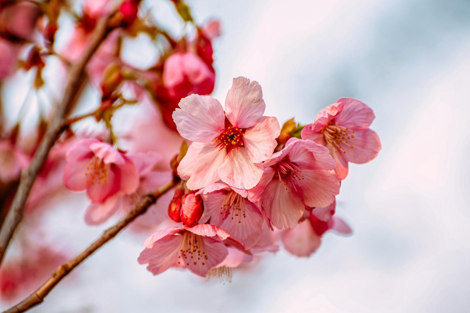 Pink cherry blossoms in full bloom during spring with soft focus background