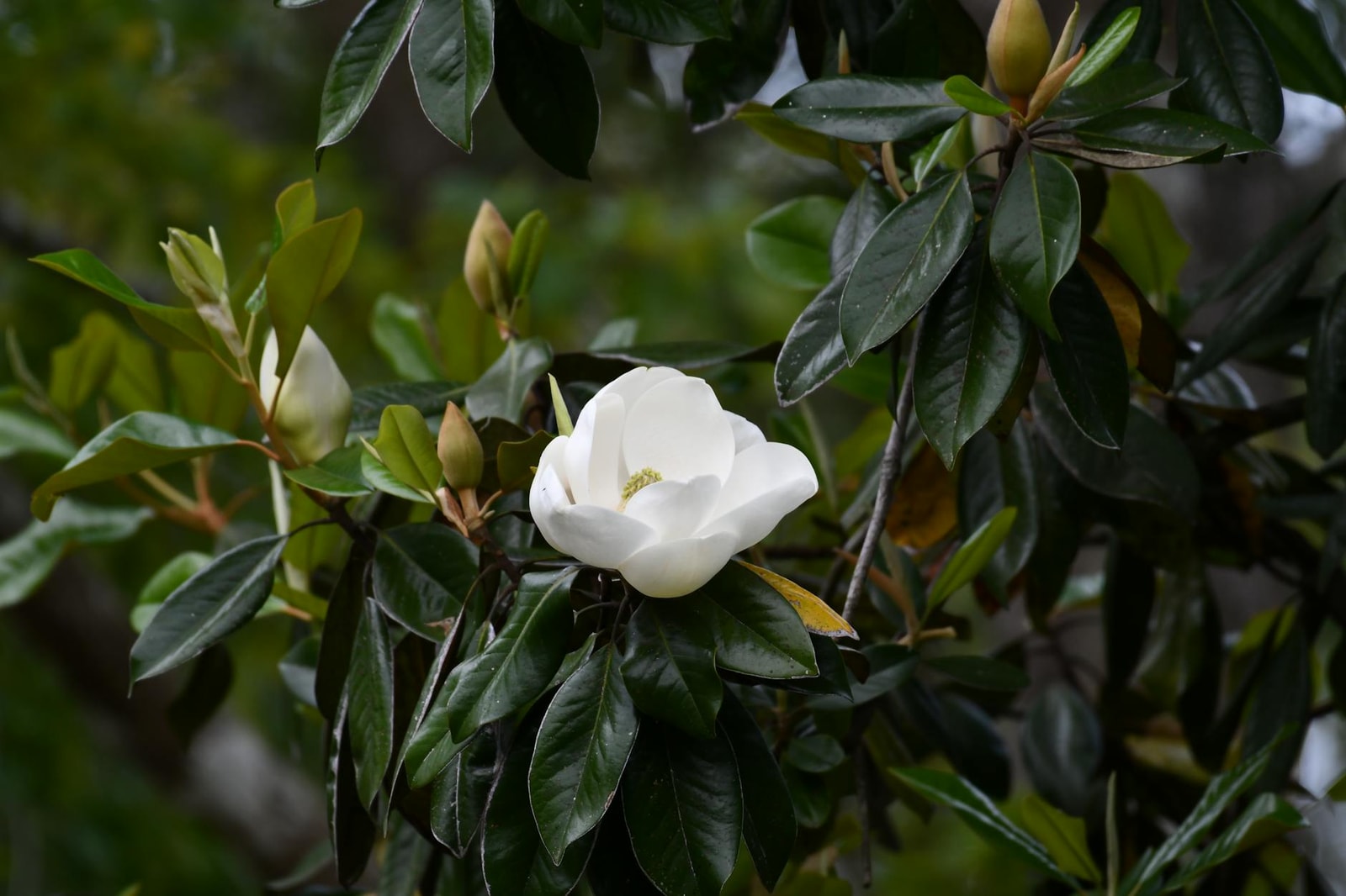 White Southern magnolia flower blooming among glossy dark green leaves