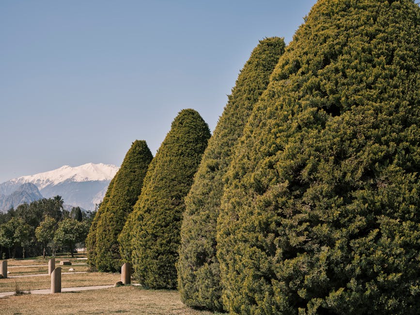 Conifer trees aligned in a picturesque garden with snowy mountains in the background