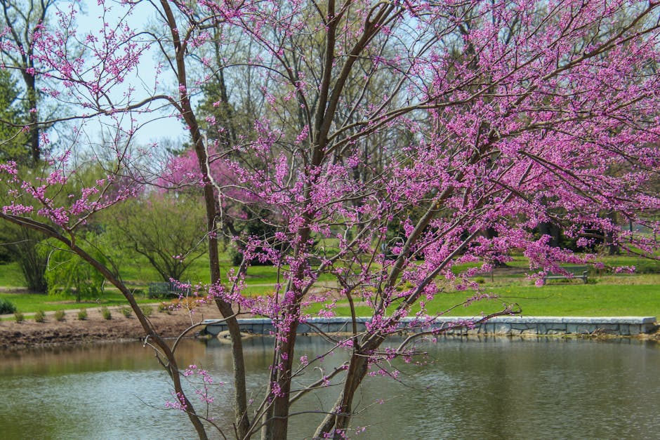 A vibrant redbud tree blooming beside a serene pond, capturing the essence of spring