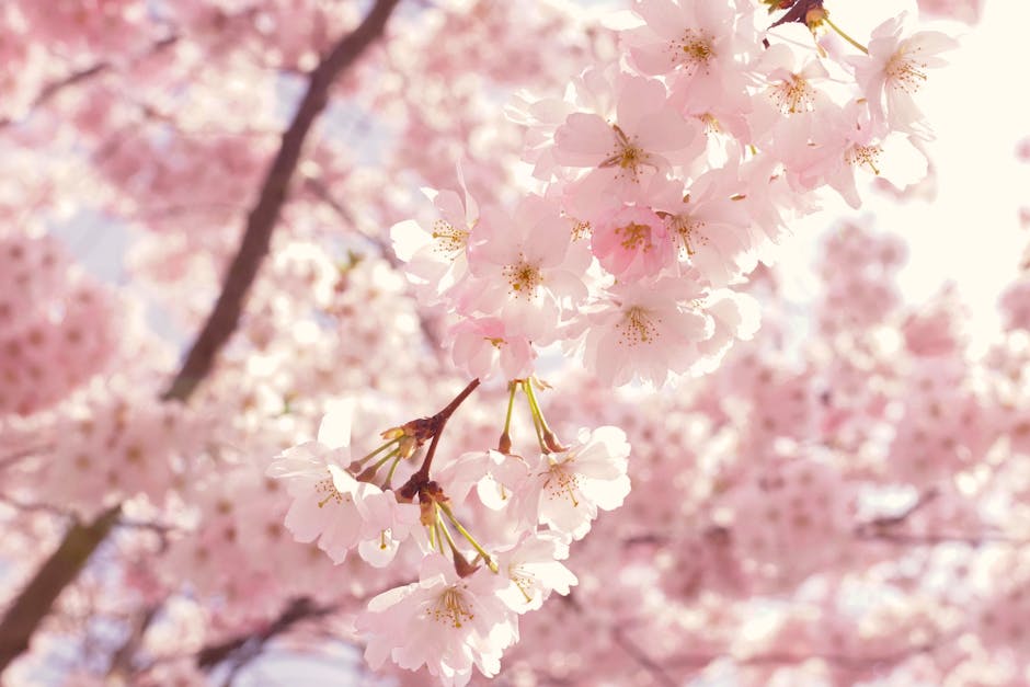 Cherry tree in full spring bloom with pink blossoms
