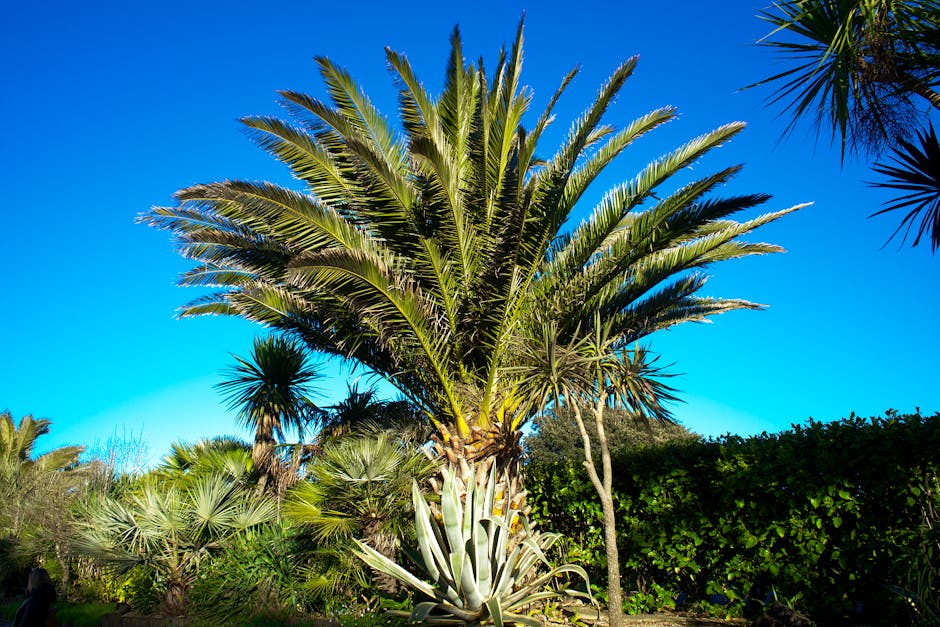 A Canary Island date palm with a massive trunk and arching crown of fronds in a garden setting