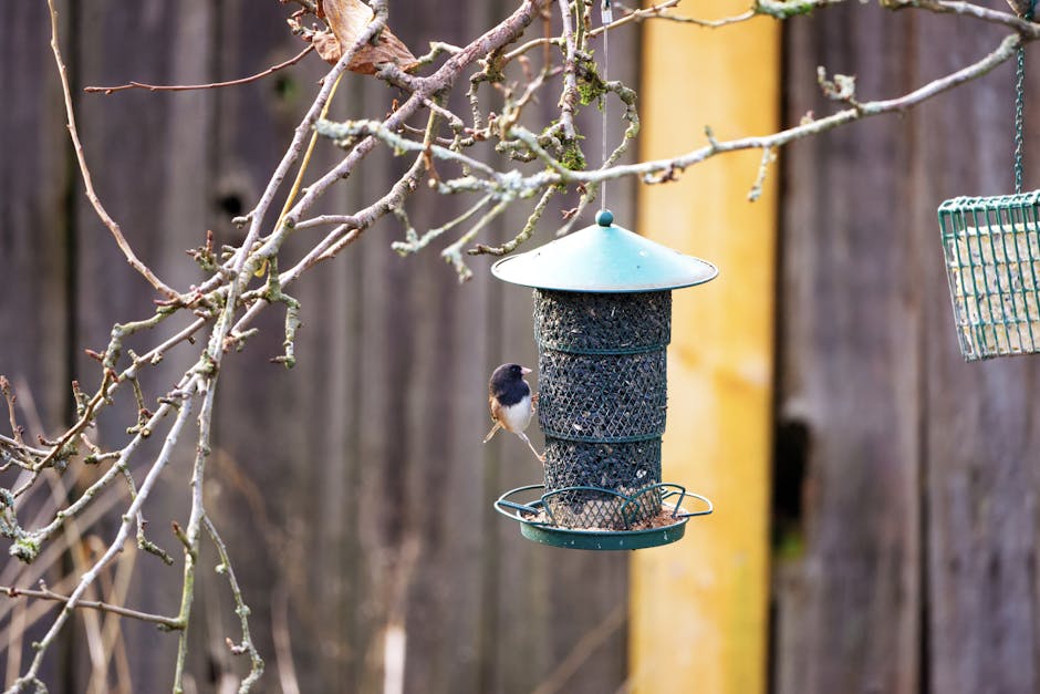 Chickadee perched on a backyard bird feeder in winter