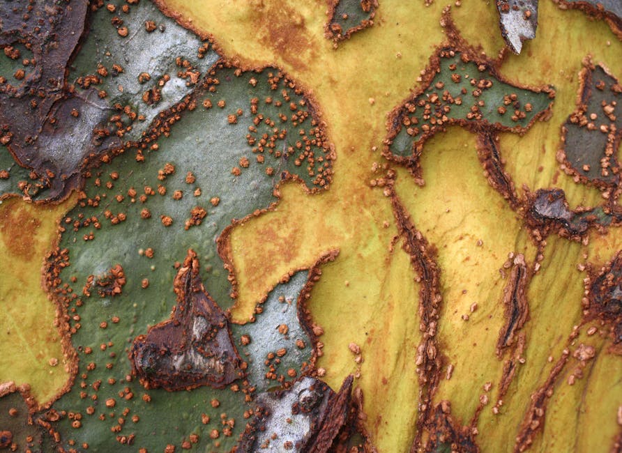 Close-up of exfoliating Chinese Elm bark texture showing the distinctive peeling pattern