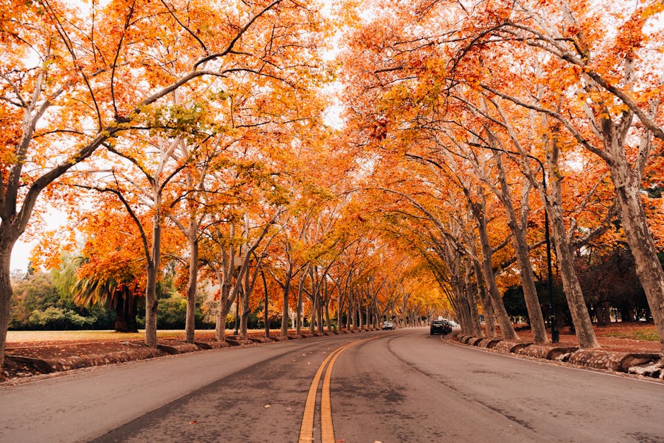 Vibrant orange fall foliage on street trees lining an avenue