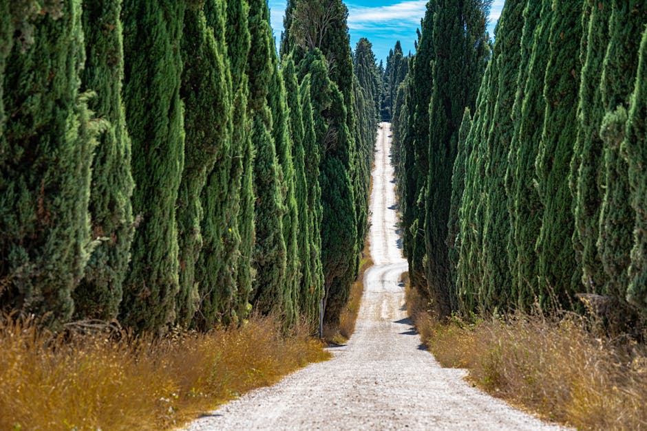 Row of tall columnar cypress trees lining a garden pathway