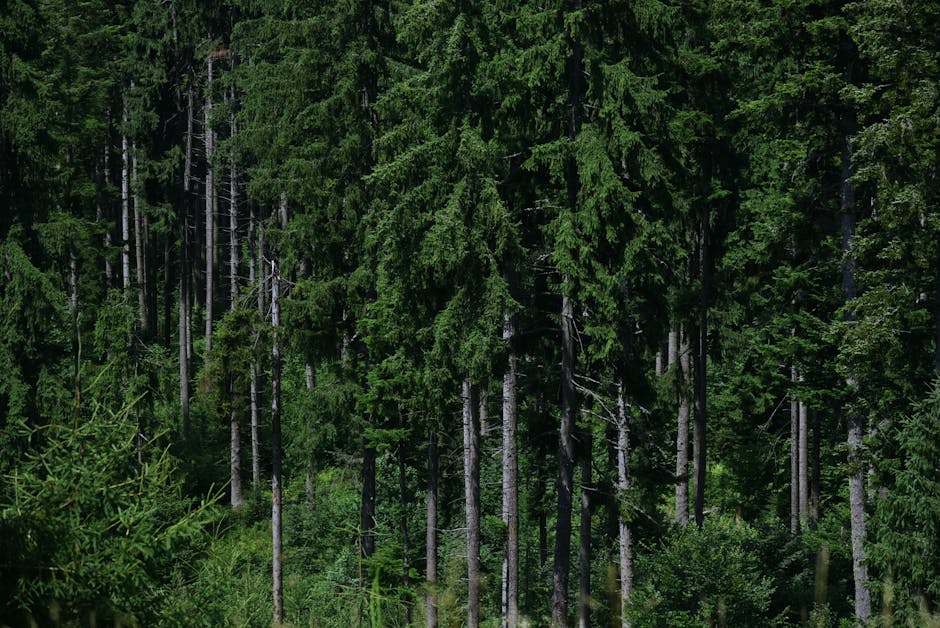 Dense dark conifer plantation showing uniform rows of spruce trees with little undergrowth