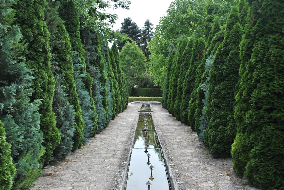 Lush evergreen trees and shrubs lining a garden pathway in a residential landscape