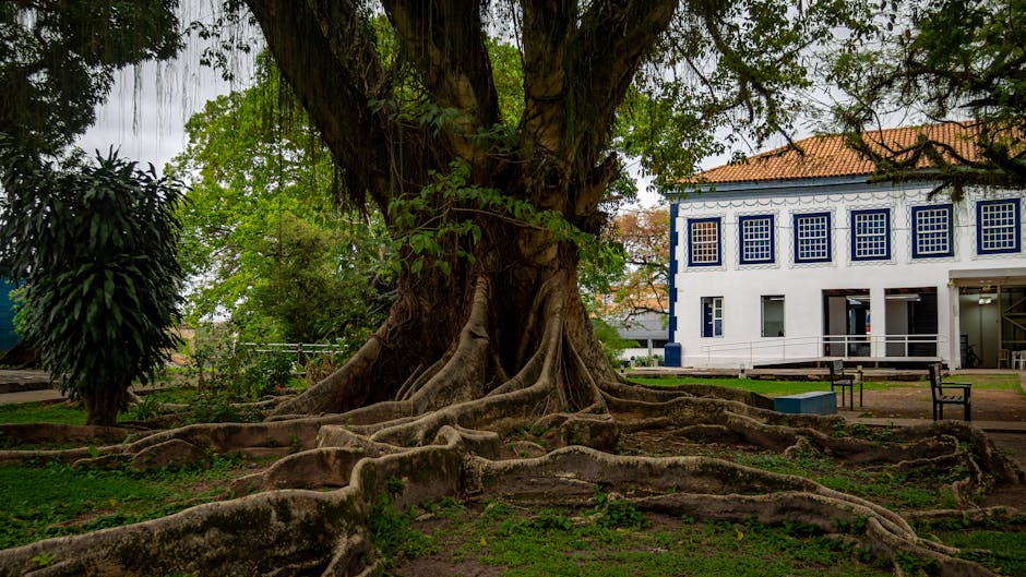 Large tree with sprawling exposed surface roots spreading across the ground near a building