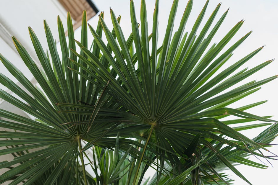 Close-up of fan palm fronds showing the distinctive radiating leaf pattern