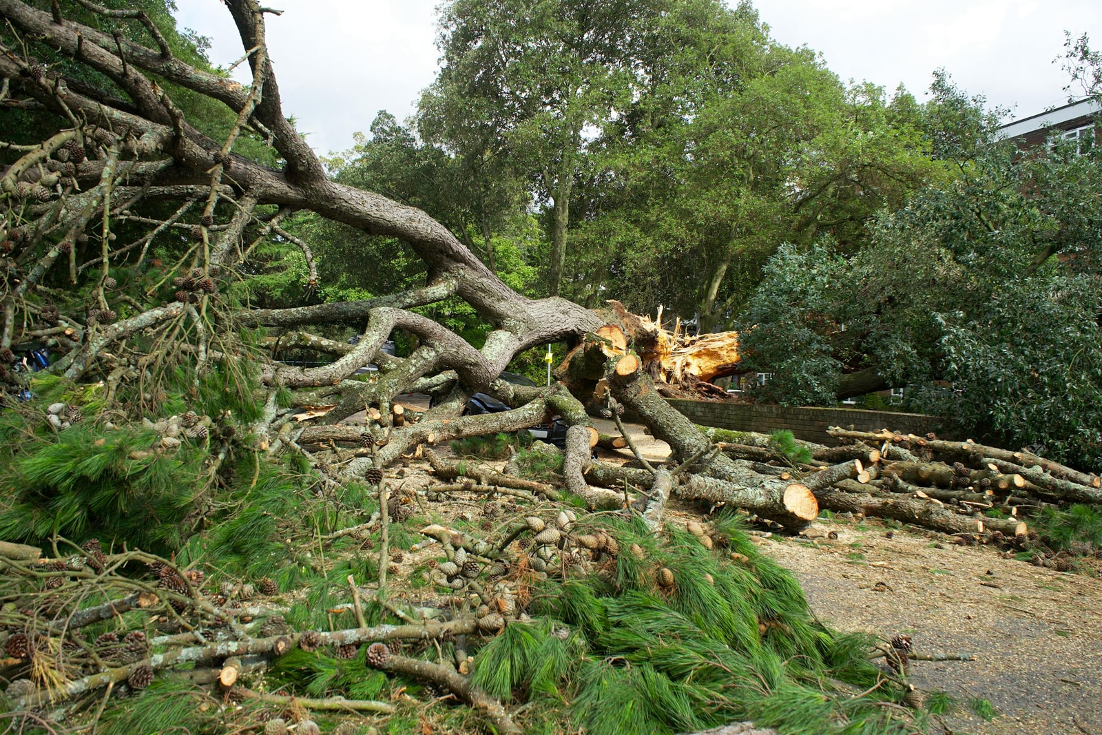 Sections of a felled tree cut into pieces lying on the ground