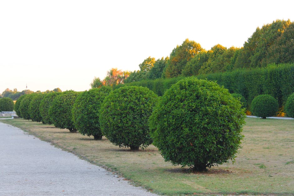 Neatly trimmed green hedges lining a pathway in a summer garden