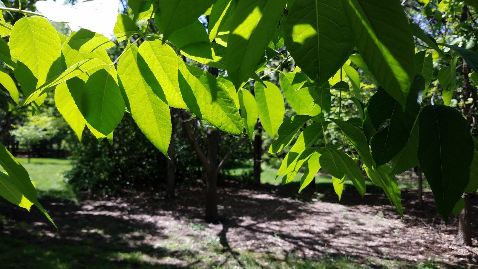 Backlit white ash foliage, showing the compound leaves with paired leaflets along a central stem that identify the genus
