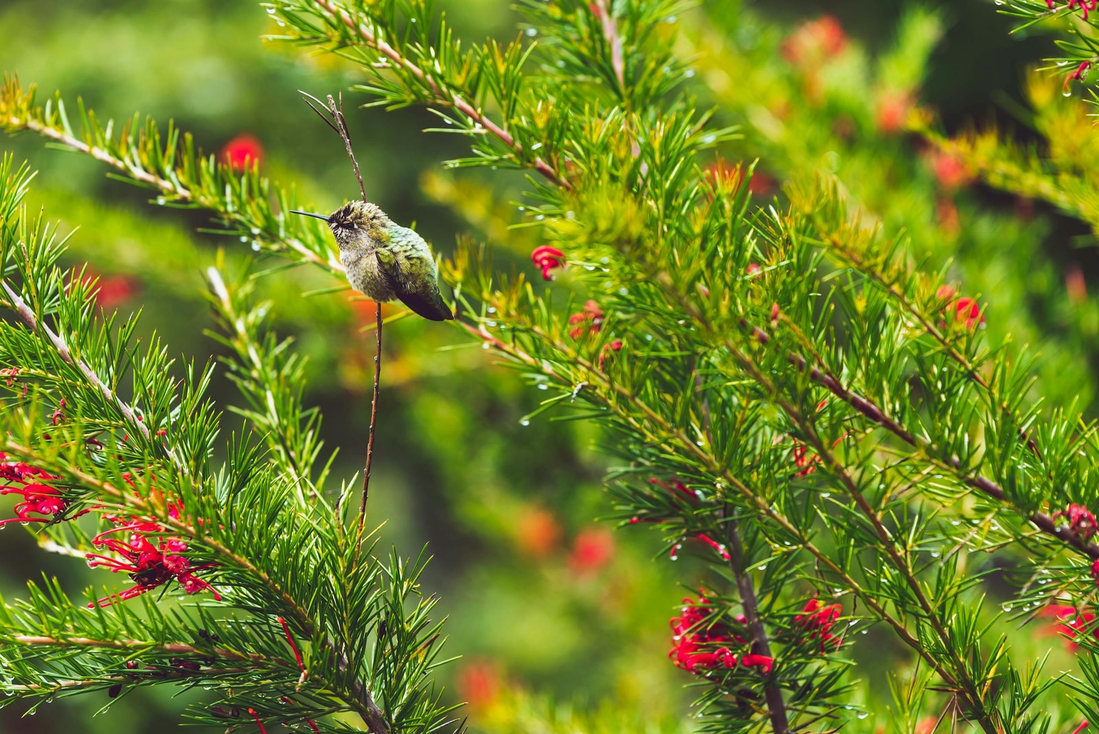 Hummingbird feeding from bright red tubular flowers