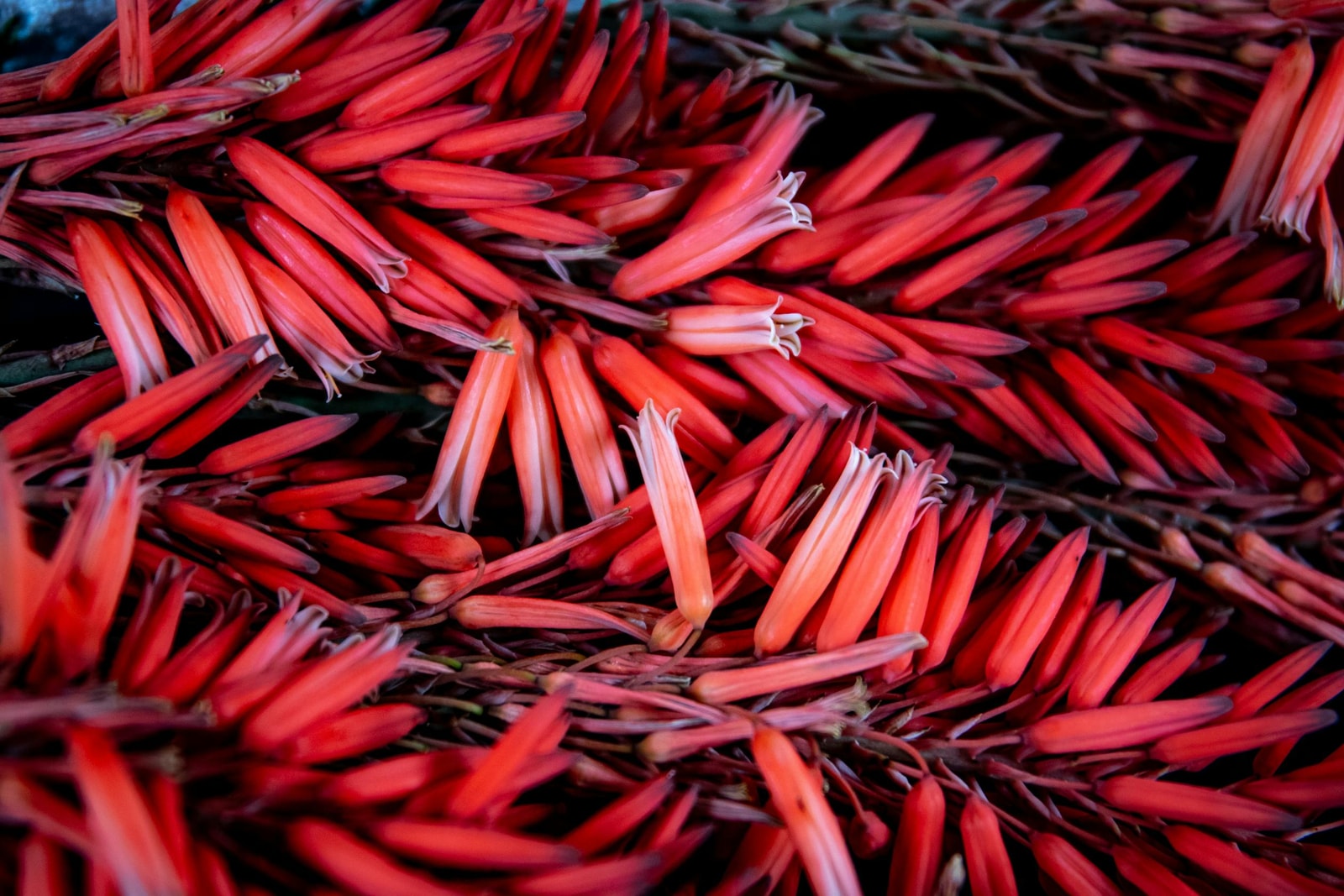 Close-up of scarlet tubular flowers showing the long stamens that hummingbirds love