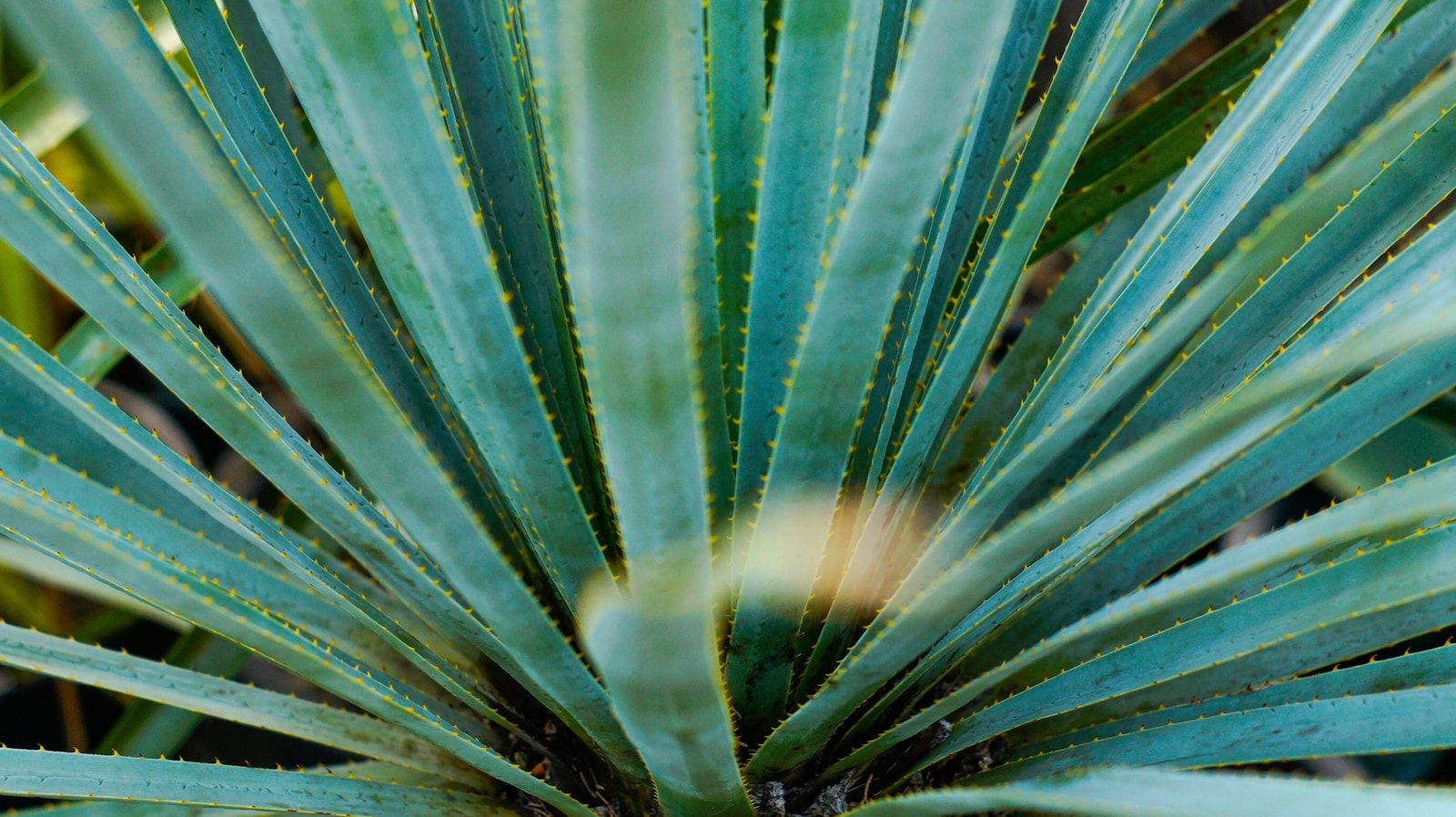 Garden pathway through California native plantings