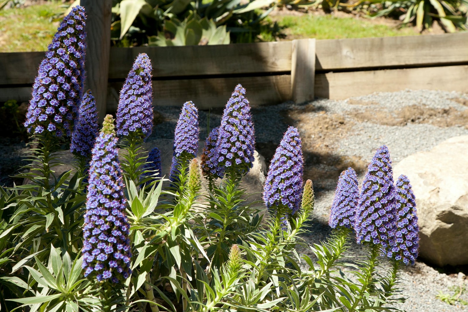 Drought-tolerant native garden with mixed plantings and natural landscape design