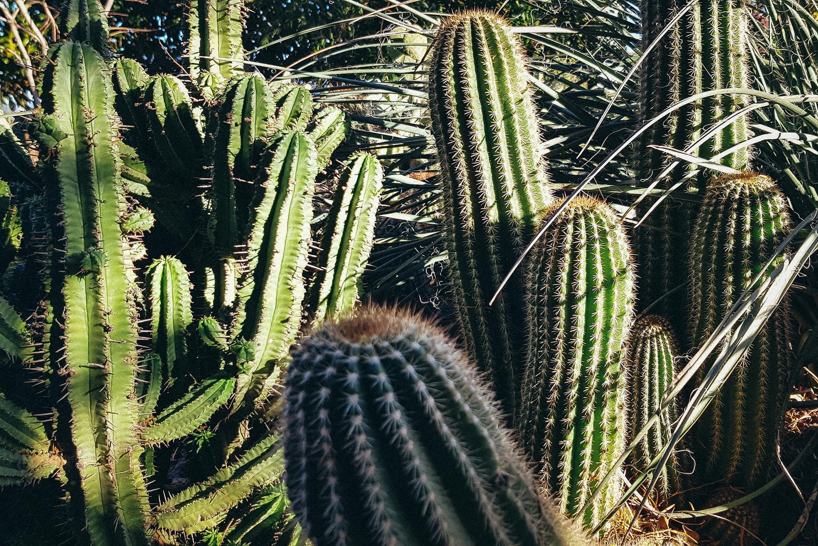 Mixed native plant garden with varied textures and heights