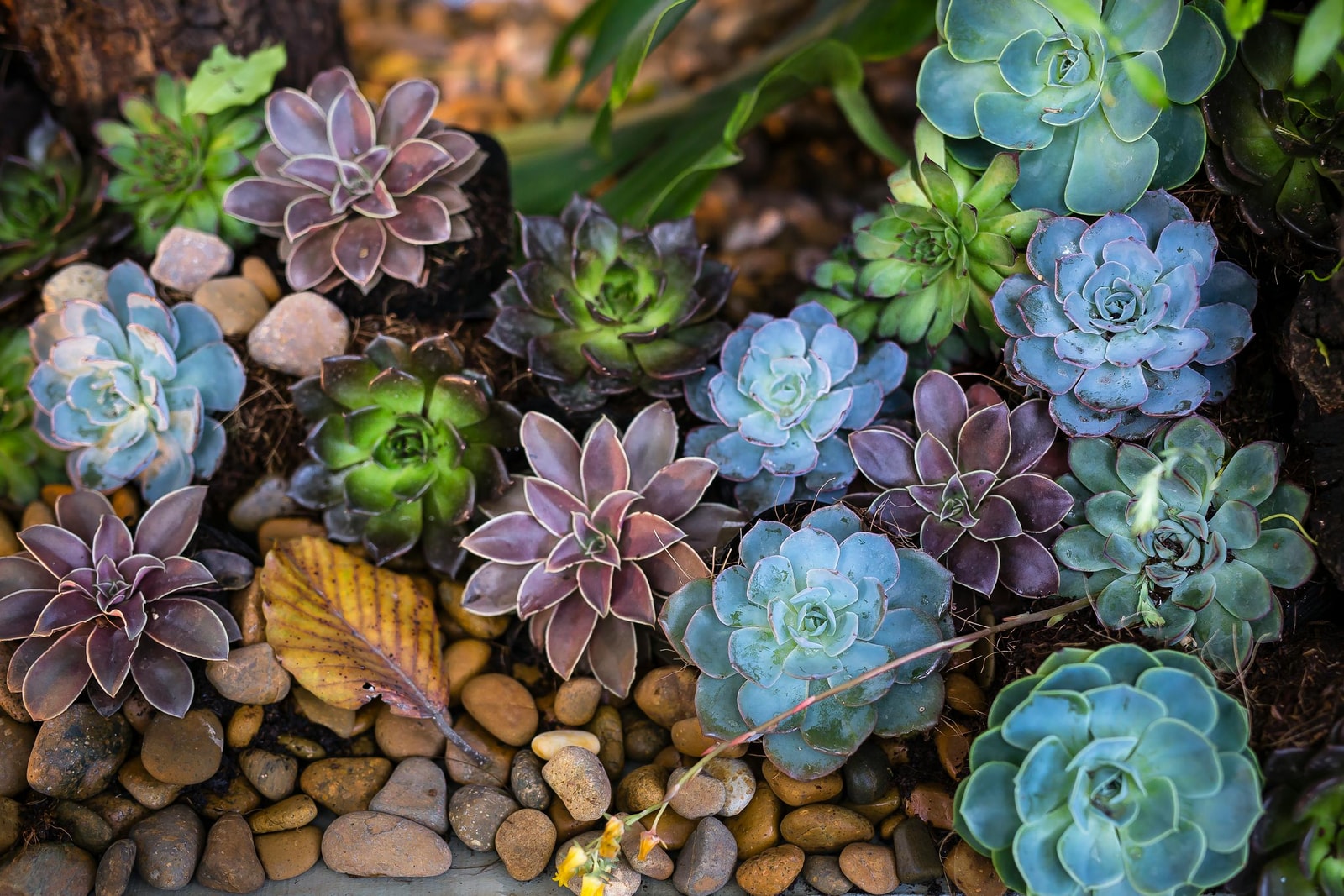 Water-wise garden with native succulents and drought-tolerant plants