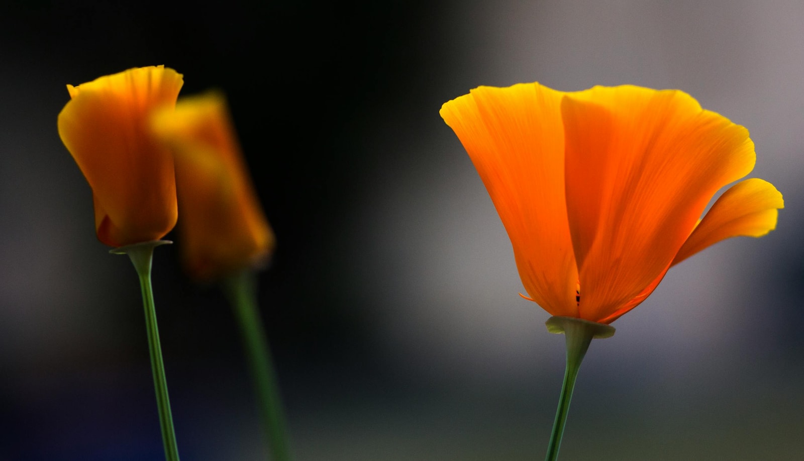 Field of bright orange California poppies in full bloom