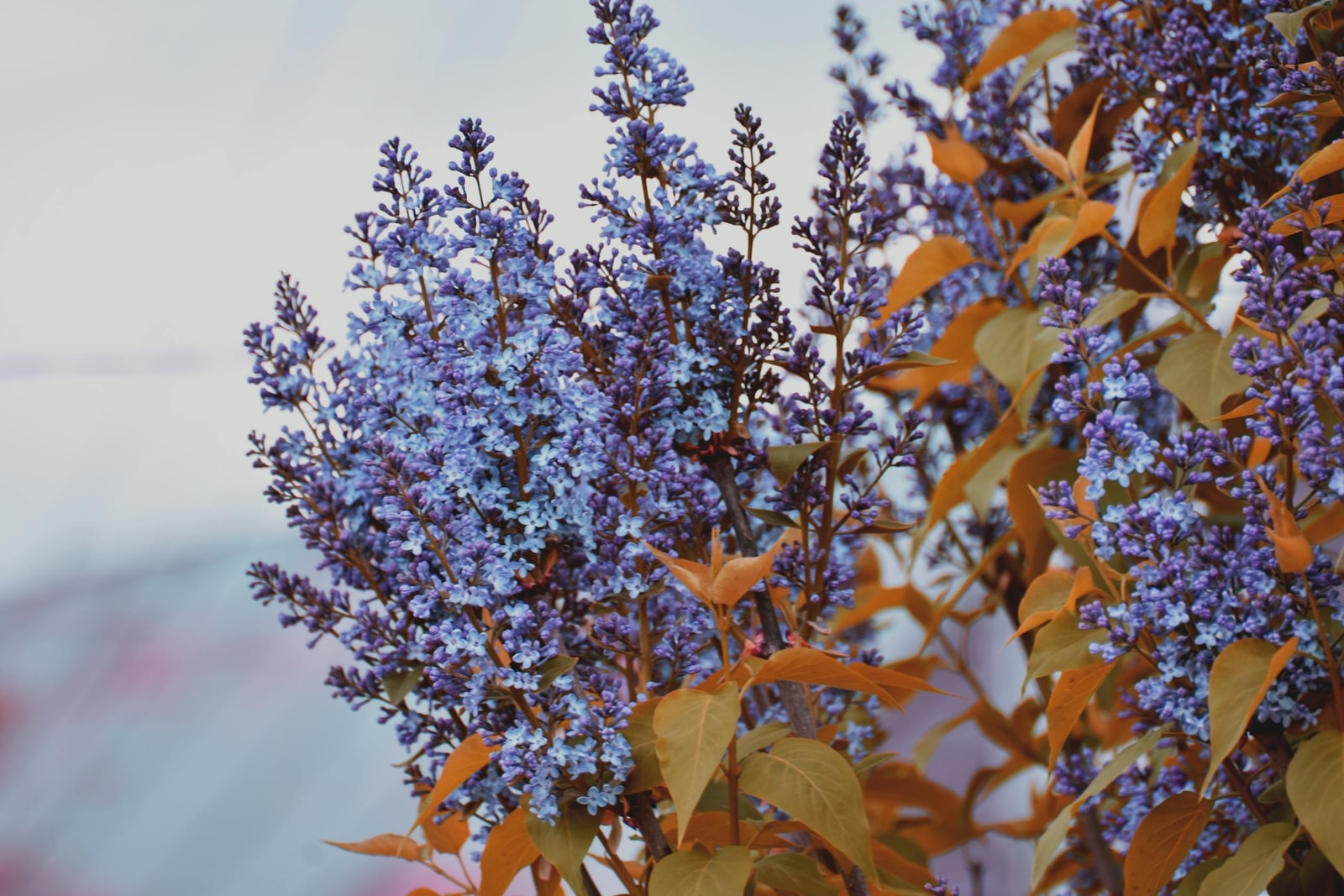 Close-up of vibrant blue-purple ceanothus flowers with detailed petal structure visible