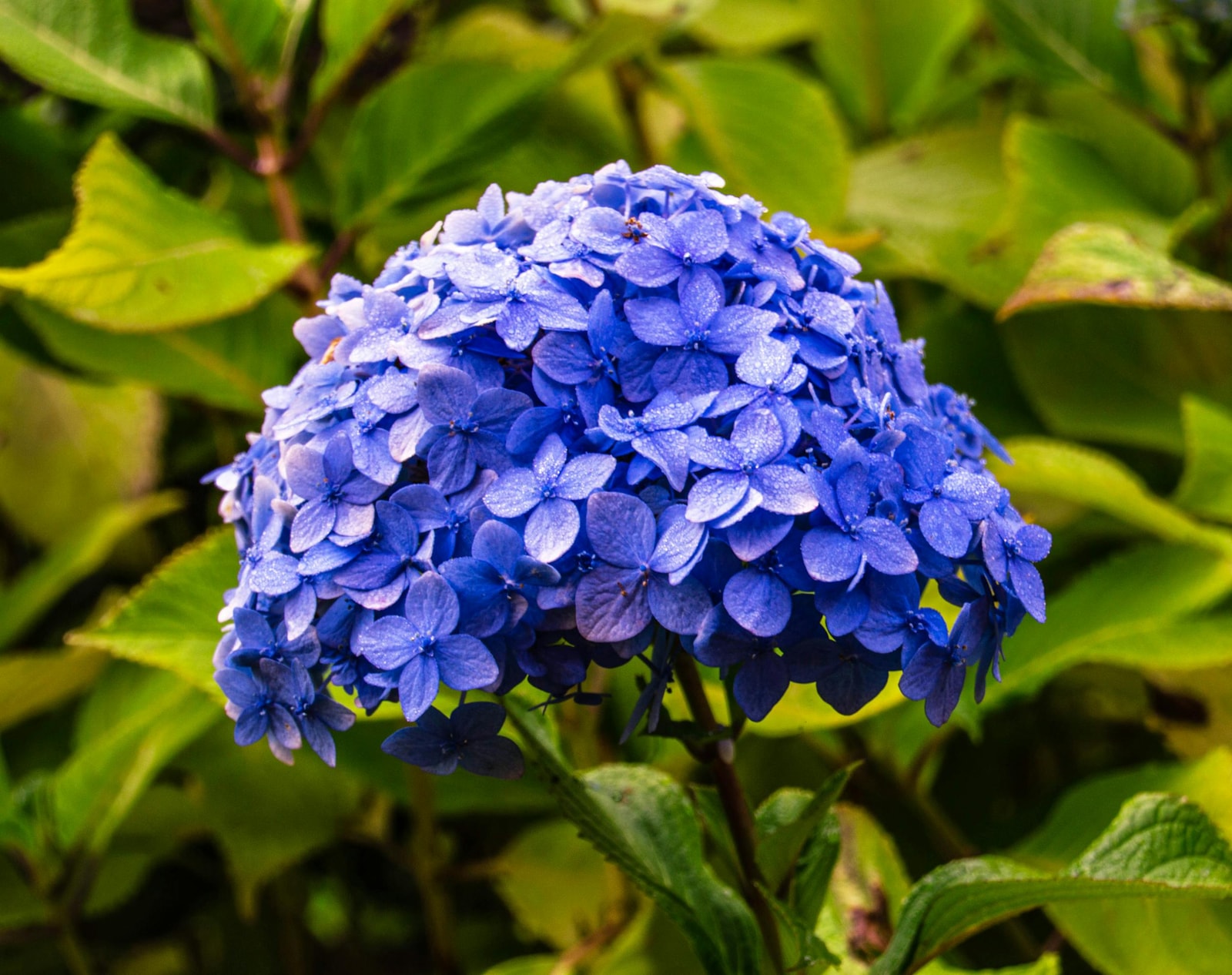 Ceanothus shrub planted along a garden border with other flowering plants