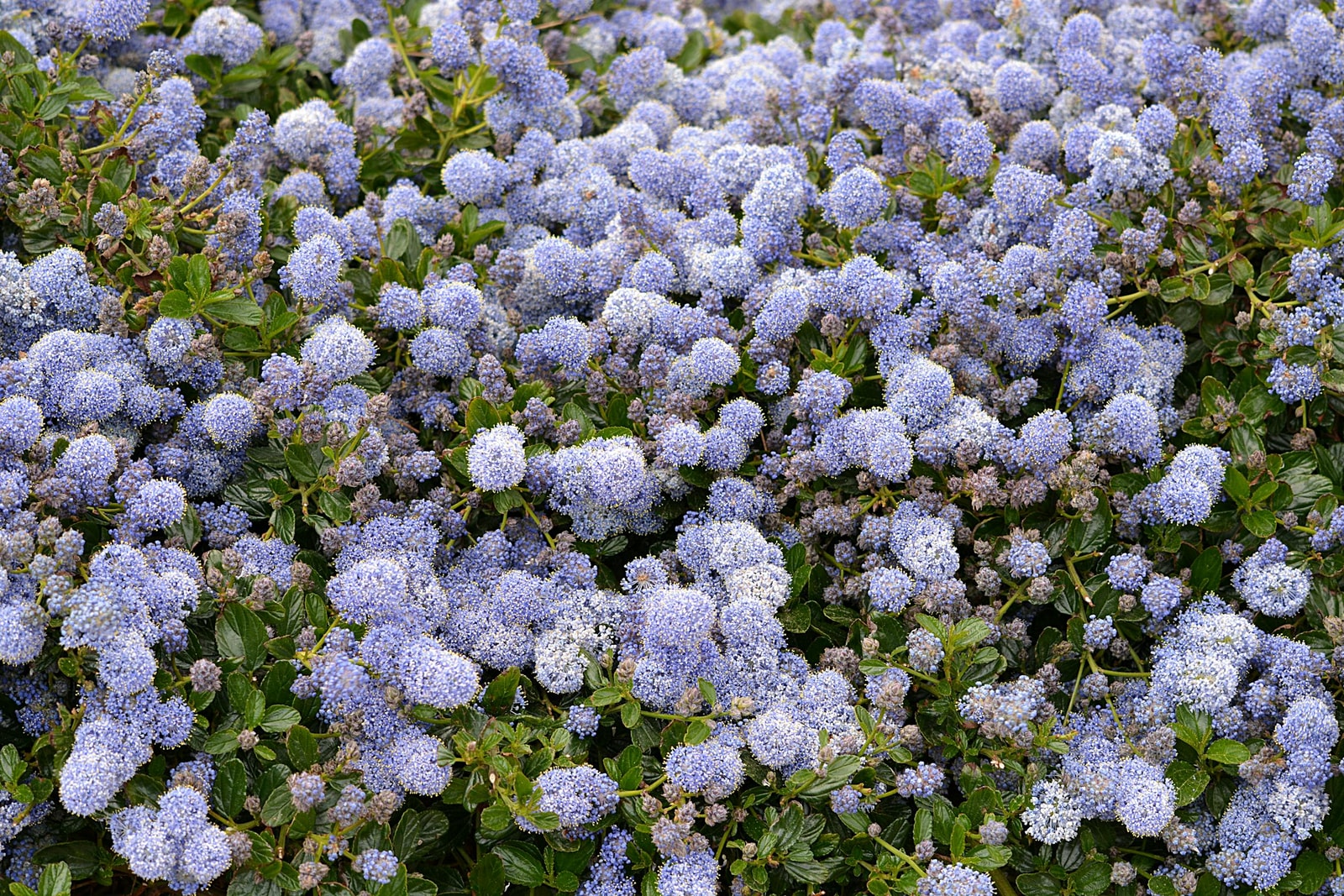 Close-up of blue-purple ceanothus flower clusters covering a branch