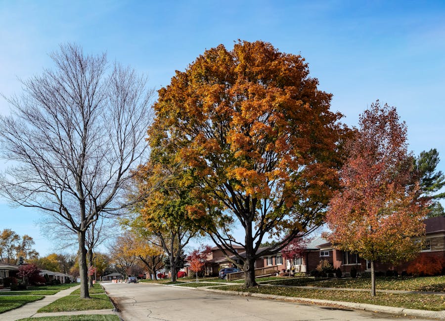 Peaceful suburban street lined with mature trees in autumn